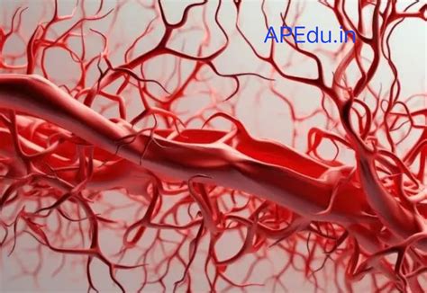 Are your blood B+ Group? So you can know these 7 important things. - APEdu