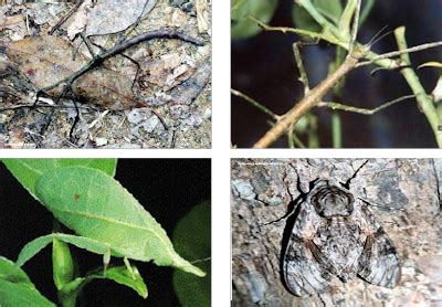Major points related to dominance of Insecta in Animal kingdom