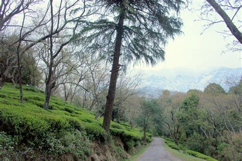 Himalayan Green Teas & Kangra Teas in India - Dharmsala Tea Company