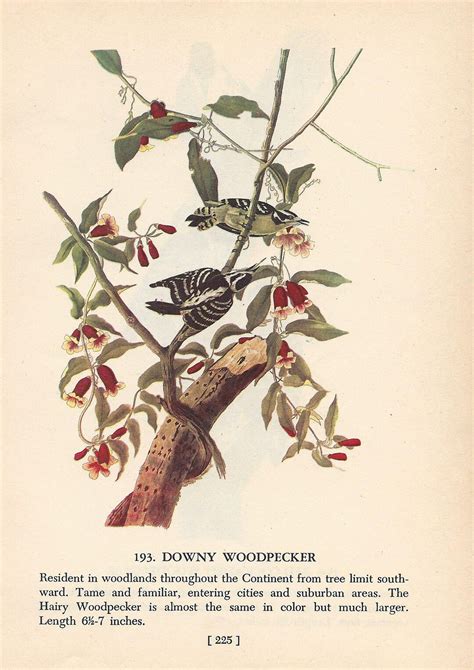 Buy 1950 Audubons Birds of America Downy Woodpecker & Red-cockaded ...