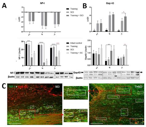 Impact of Endurance Training on Regeneration of Axons, Glial Cells, and ...