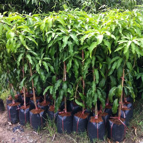 Buy 1 GRAFTED Mango Tree Plant NAM-Dok-Mai Si Thong 18" Tall Thai ...