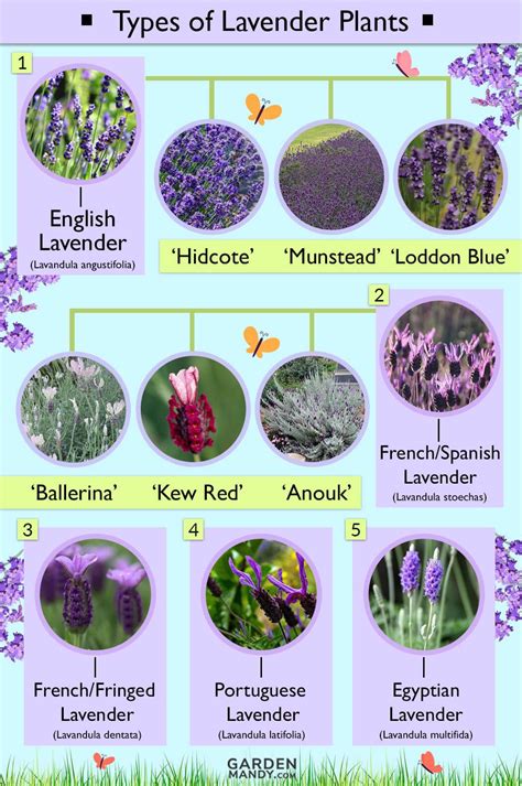 Lavender plant types with names (English, French lavender), flower ...