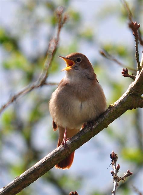Late Night Opening: Nightingales, Fingringhoe Wick Nature Reserve ...