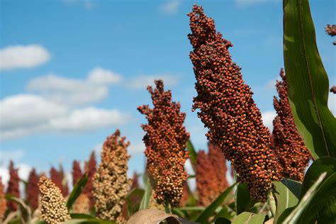 Sorghum: Nutrition and Health Benefits