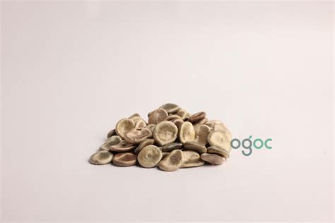 Strychnos Nux-Vomica Tree Seeds - Poison Nut Seeds for Botanical Colle ...