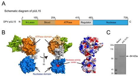 Duck Plague Virus Full-Length UL15 Protein Is a Multifunctional Enzyme ...