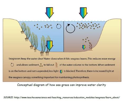Facts about Sea grasses