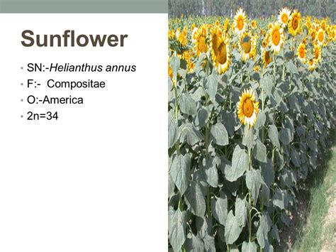 Floral Biology of Sunflower PPTX