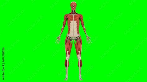 Science Human Body 的图像结果