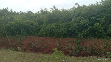 Madhya Pradesh: During lockdown, villagers had sweated to turn a ...