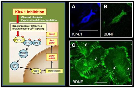 Inwardly Rectifying Potassium Channel Kir4.1 as a Novel Modulator of ...