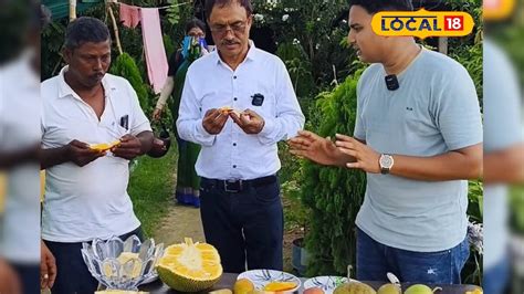 বসিরহাটে মিয়াজাকি আমের চাষ, Basirhat offers tasting opportunities for ...