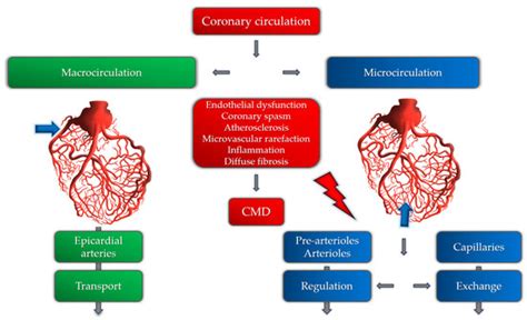 Coronary Microvascular Dysfunction and Hypertension: A Bond More ...