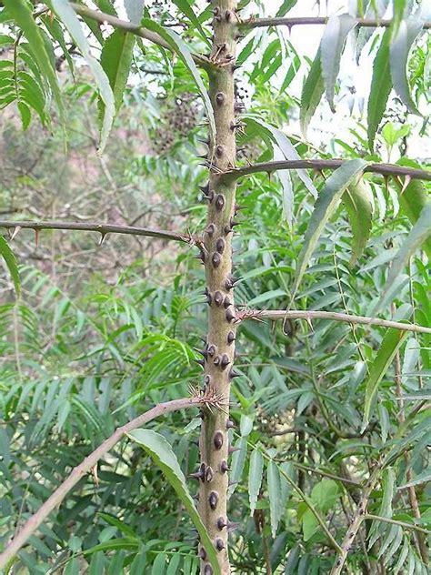 Zanthoxylum L. | Plants of the World Online | Kew Science