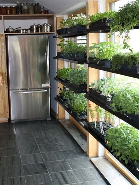 किचन गार्डन में उगाएं ड्राई फ्रूट, ये है तरीका - Grow dry fruit in ...