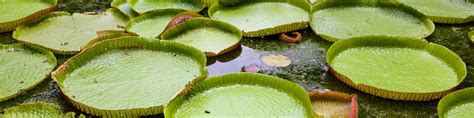 Sir Seewoosagur Ramgoolam Botanical Garden Hotels , Pamplemousses hotel ...