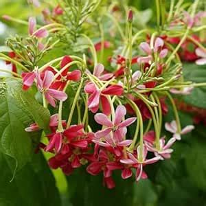 Ripee Madhumalti (Combretum indicum) Rangoon Creeper Live Flower Plant ...