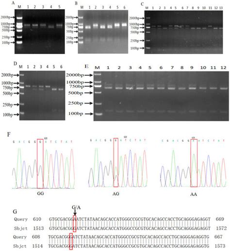 Detection and Analysis of Antidiarrheal Genes and Immune Factors in ...
