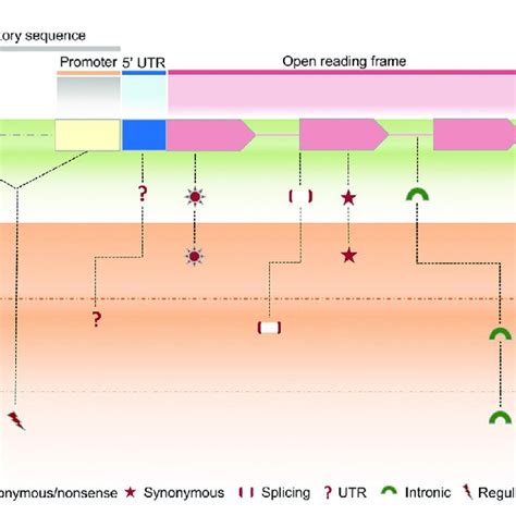 Image result for Variant Definition