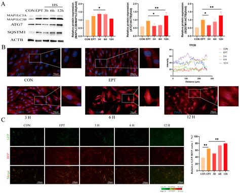 Heat Stress Impairs Endometrial Function During Implantation by ...