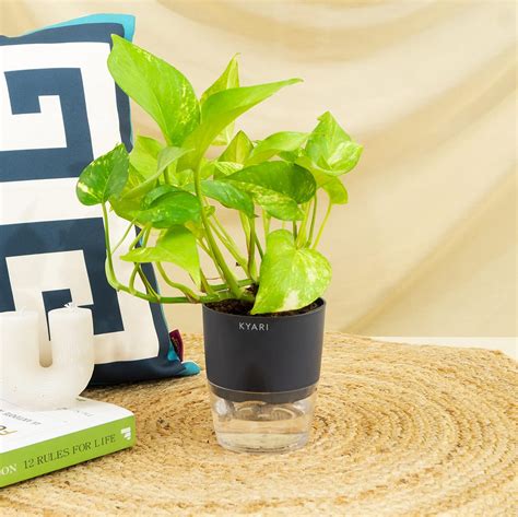 Kyari Handy Grey Self-Watering Pots, Durable Plastic Pots, Indoor ...