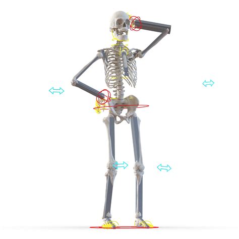 3D Human Male Skeleton Rigged | 3D Molier International