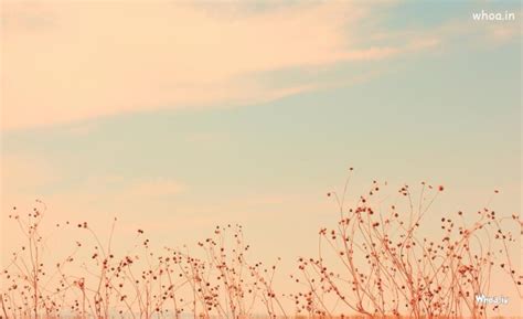 Natural Desktop HD Wallpaper , Flower With Sky Natural Image