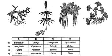 Examine the figures A, B, C and D. In which one of the four options all ...