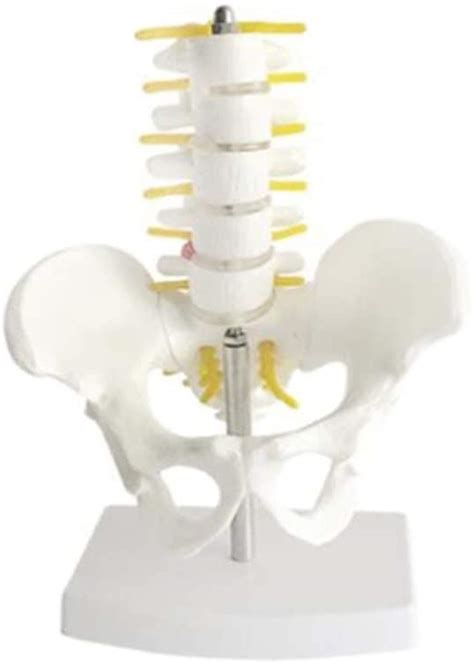 Study Model Educational Model Human Pelvis With 5pcs Lumbar Vertebrae ...