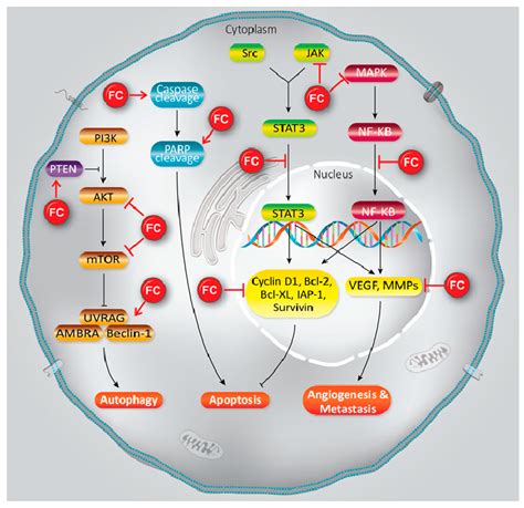 Anticancer Potential of Furanocoumarins: Mechanistic and Therapeutic ...