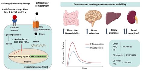 Inflammation Induces Changes in the Functional Expression of P-gp, BCRP ...