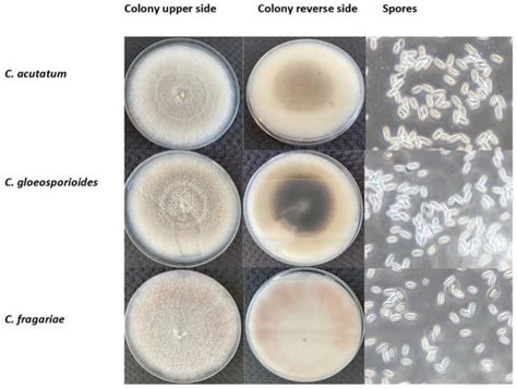 Agronomy | Special Issue : Smart Strategies and Technologies for ...