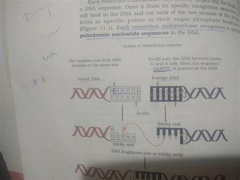 Observe the given sequense of nitrogenous bases on a dna fragment ...