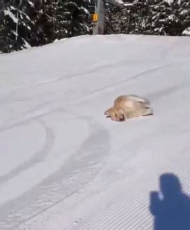 Dog Plays In Snow In Adorable Video