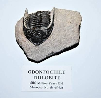 Generic Odontochile Trilobite Fossil Morocco 400 Million Years Old ...