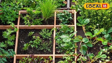 Monsoon gardening tips: ચોમાસામાં છોડને ફંગસ અને કીડાથી કેવી રીતે ...
