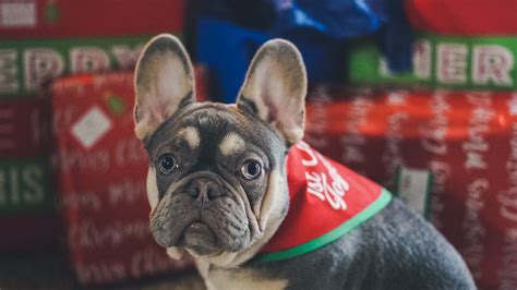 Download wallpaper 2560x1440 french bulldog, dog, pet, christmas tree ...
