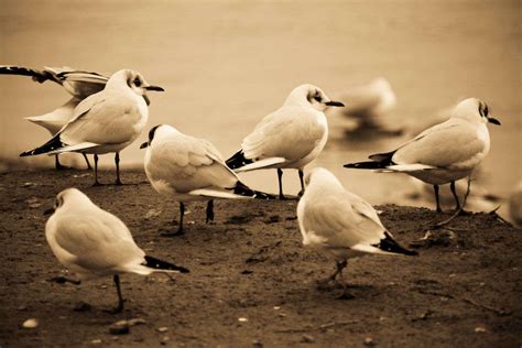 Birding around Murchison Falls and Budongo, Uganda - TimesTravel