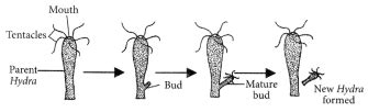 cbse ncert 10th class Chapter 8 How do Organisms Reproduce