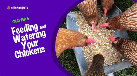 Backyard Chickens: The Beginner's Guide - Chicken Pets