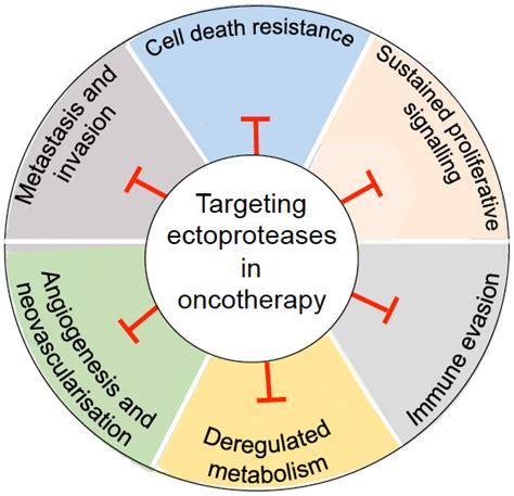 Validating Cell Surface Proteases as Drug Targets for Cancer Therapy ...