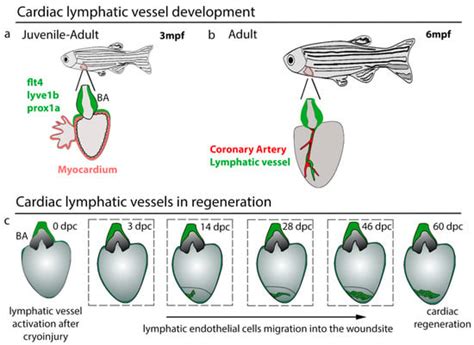 The Lymphatic System in Zebrafish Heart Development, Regeneration and ...
