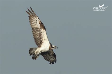 Gallery | WildArt | Birds of Indian SubContinent