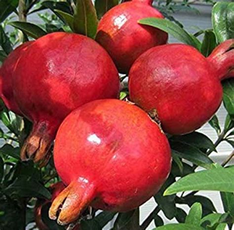 Solapur Pomegranate of Maharashtra