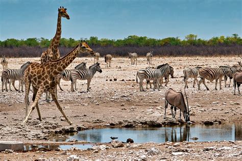 NAMIBIA MOTORCYCLE TOURS CC - All You Need to Know BEFORE You Go 2026 ...