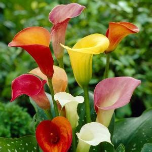 Buy Monsoon Flower bulb online at best price from plantsguru