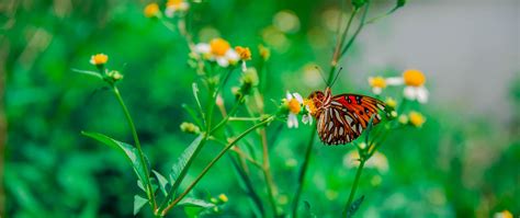 Download wallpaper 2560x1080 butterfly, camomile, flower, macro dual ...
