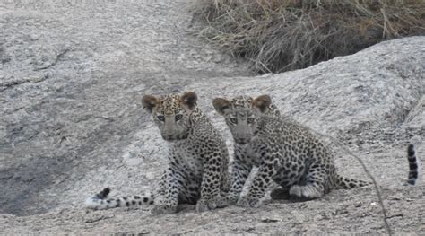 JAWAI BERA LEOPARD SAFARI CAMP (Jawai Bandh) - Campground Reviews ...