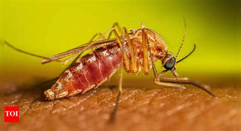 West Nile virus found in Fulton County: How it spreads and who is at ...